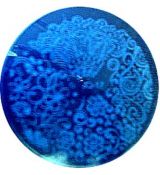 Venalisa color gel,5 ml-1657